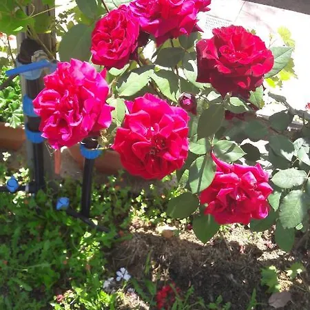Delle Rose Sulla Baia Di Porto Frailis Àrbatax