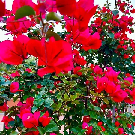 Delle Rose Sulla Baia Di Porto Frailis