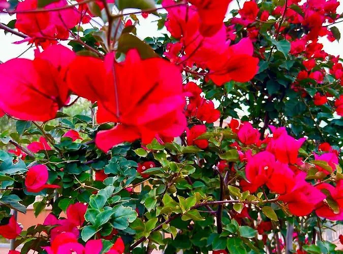Delle Rose Sulla Baia Di Porto Frailis